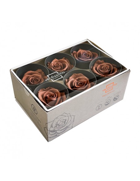 Rosa Estandar x6 uds Cafe 5,5cm