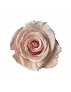 Rosa Estandar x6 uds Amarilla 5,5cm