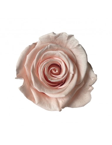 Rosa Estandar x6 uds Rosa/Malva suave 5,5cm