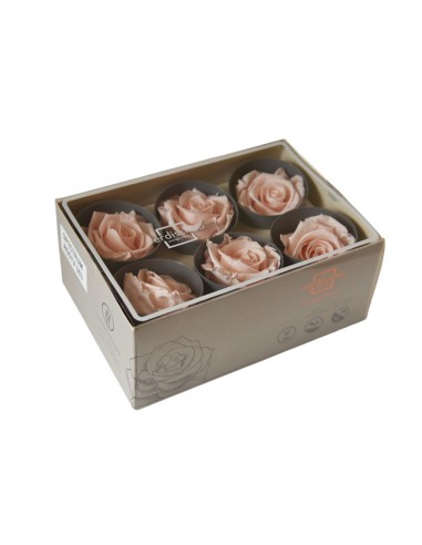 Rosa Estandar x6 uds Amarilla 5,5cm