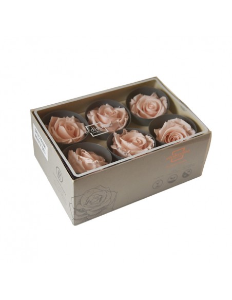 Rosa Estandar x6 uds Amarilla 5,5cm