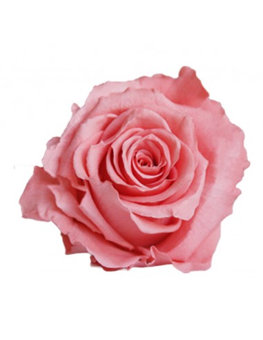 Rosa Estandar x6 uds Coral 5,5cm