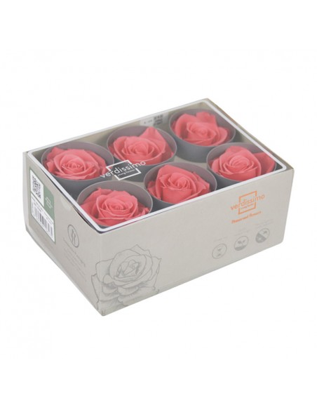 Rosa Estandar x6 uds Coral 5,5cm