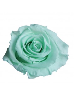 Rosa Estandar x6 uds Verde Menta 5,5cm