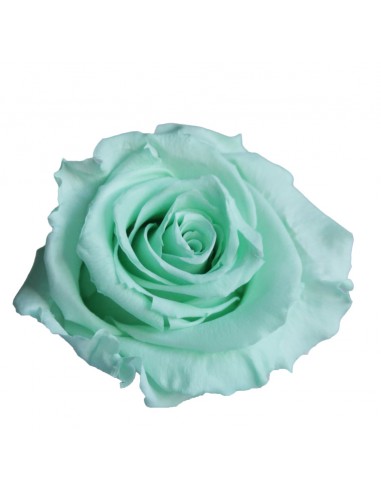 Rosa Estandar x6 uds Verde Menta 5,5cm
