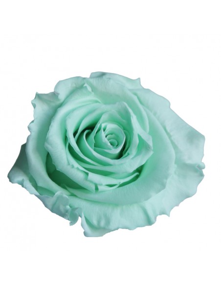 Rosa Estandar x6 uds Verde Menta 5,5cm