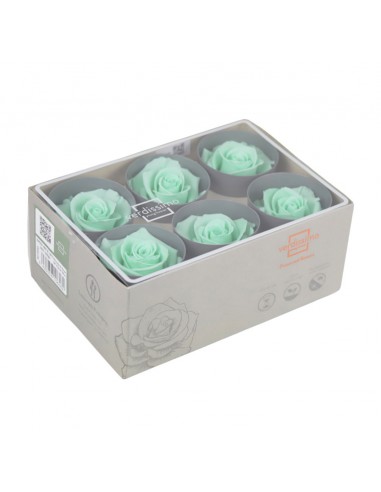 Rosa Estandar x6 uds Verde Menta 5,5cm