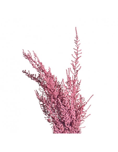 Stoebe preservado coral (100g)