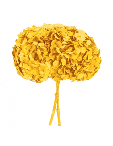 Hortensia Preservada amarillo calido 25cm