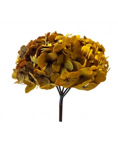 Hortensia Preservada Mostaza 25cm