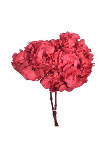 Hortensia Preservada Rosa coral 25cm