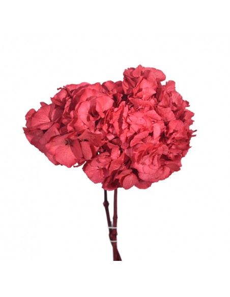 Hortensia Preservada Rosa coral 25cm