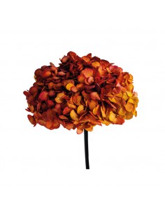 Hortensia Preservada Bicolor naranja calido 25cm