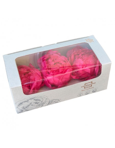 Peonia Preservada x3 Fucsia Ø 4-6 cm