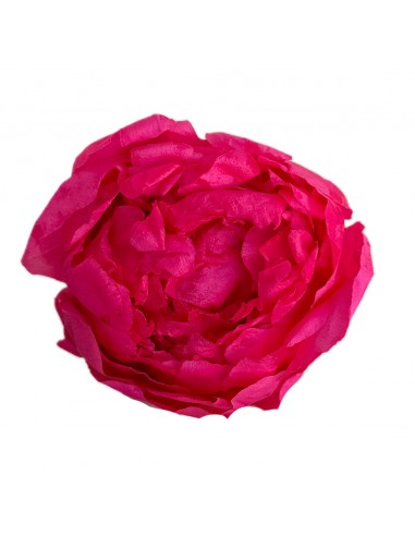 Peonia Preservada x3 Fucsia Ø 4-6 cm