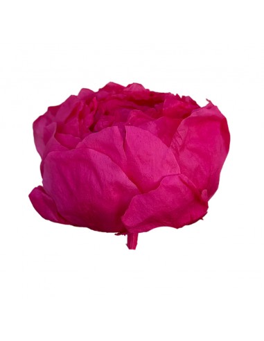 Peonia Preservada x3 Fucsia Ø 4-6 cm