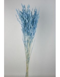 Jasmanthium 80cns Celeste