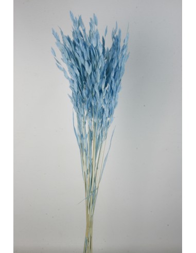 Jasmanthium 80cns Celeste