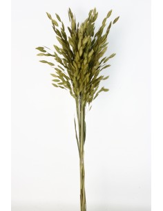 Jasmanthium 80cns Verde