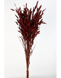 Jasmanthium 80cns Burdeos