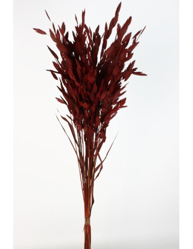 Jasmanthium 80cns Burdeos