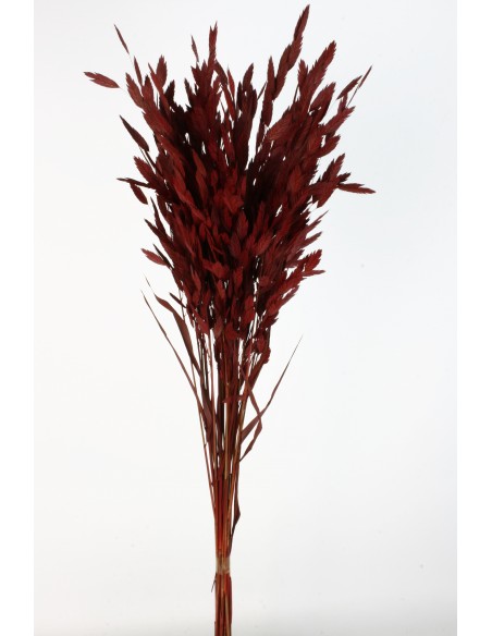 Jasmanthium 80cns Burdeos