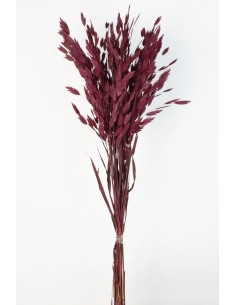 Jasmanthium 80cns fucsia oscuro