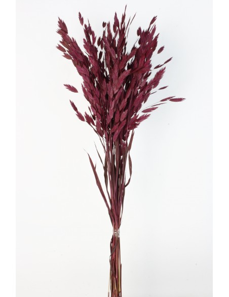 Jasmanthium 80cns fucsia oscuro