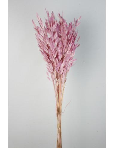 Jasmanthium 80cns Malva