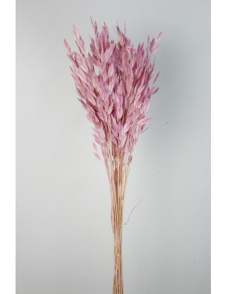 Jasmanthium 80cns Malva