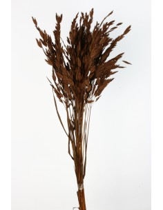 Jasmanthium 80cns Marrón