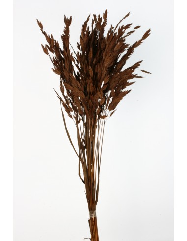 Jasmanthium 80cns Marrón