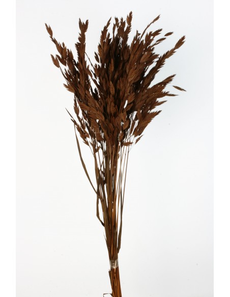 Jasmanthium 80cns Marrón