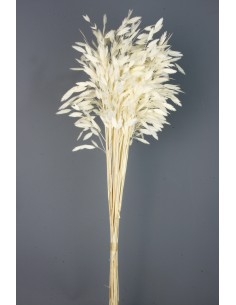 Jasmanthium 80cns blanco