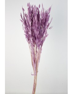 Jasmanthium 80cns lila