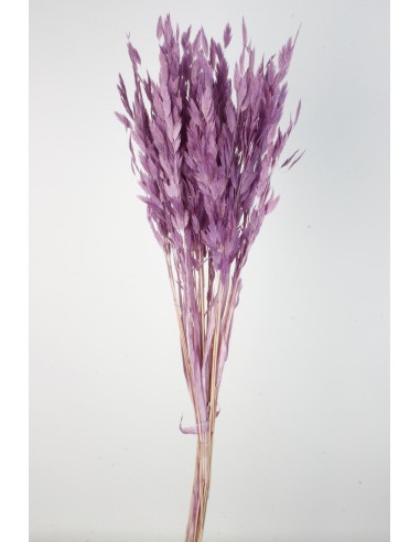 Jasmanthium 80cns Lila