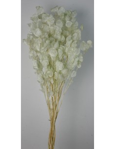 Lunaria Rosa Verde agua 80g