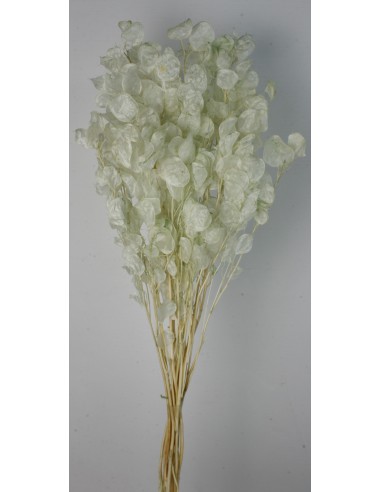 Lunaria Rosa Verde agua 80g