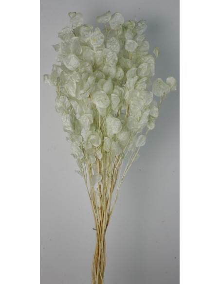 Lunaria Rosa Verde agua 80g