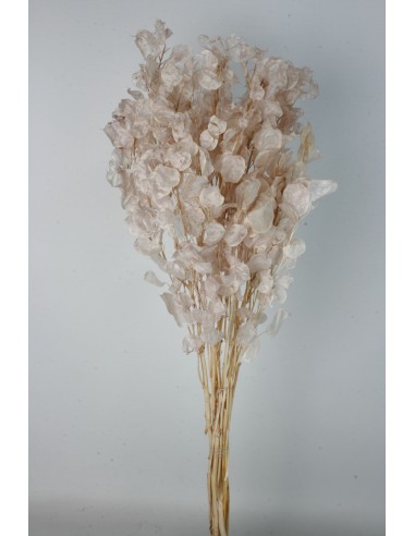 Lunaria Rosa Vintage