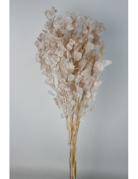 Lunaria Rosa Vintage