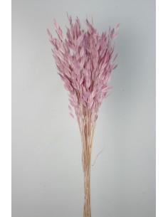 Jasmanthium 80cns Rosa