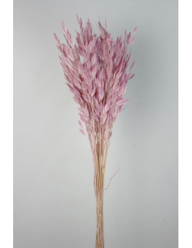 Jasmanthium 80cns Rosa