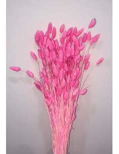 Phalaris color Rosa Fuerte 80cm 150g