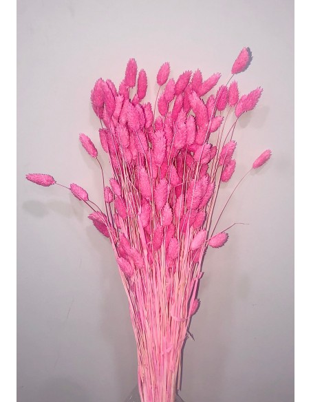 Phalaris color Rosa Bublegum 80cm 150g