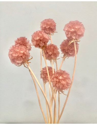 Escabiosa Preservada 30cms Rosa/Malva
