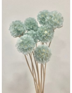 Escabiosa Preservada 30cms Celeste