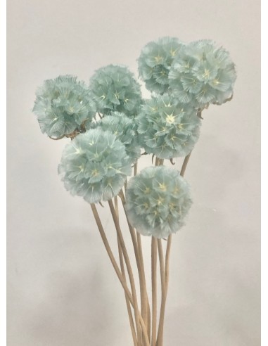 Escabiosa Preservada 30cms Celeste