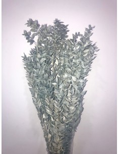Ruscus preservado Azul Petroleo 150g