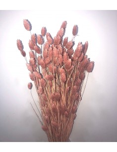 Phalaris color Rosa Vintage 80cm 150g